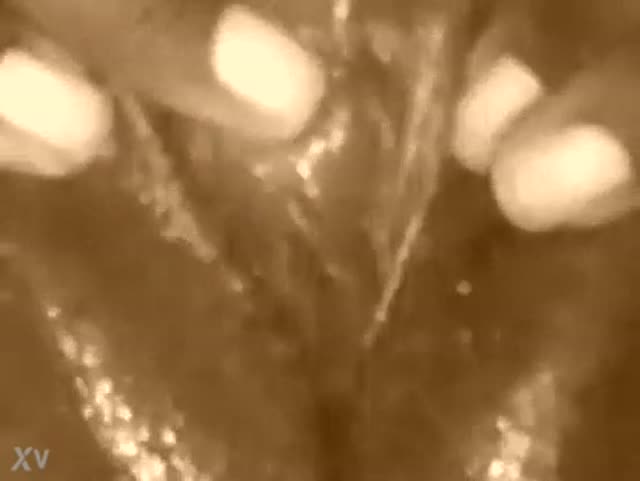 Una troiona di colore sborrata sulle belle chiappe grosse